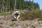 BOULEDOGUE FRANCAIS 284